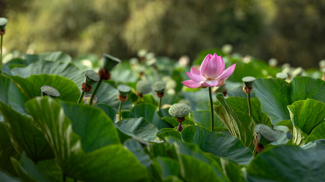 Blooming pink lotus flower in pond with green leaves background