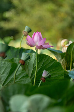 Beautiful pink lotus flower blooming among green leaves in summer pond