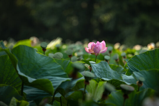 Beautiful pink lotus flower in serene pond background for wellness mockup