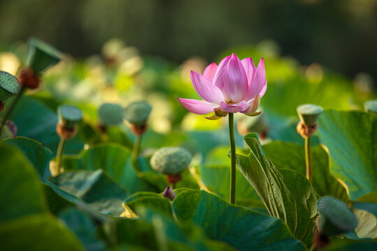 Beautiful pink lotus flower in serene pond background for wellness mockup