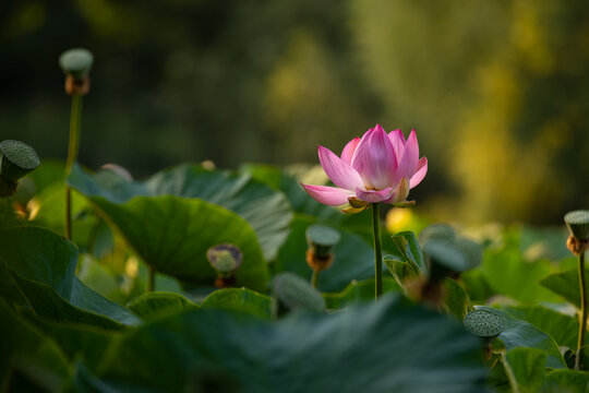 Beautiful pink lotus flower in serene pond background for wellness mockup