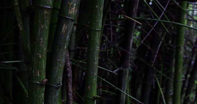Green background of bamboo tree forest with rainy abstract nature sceine