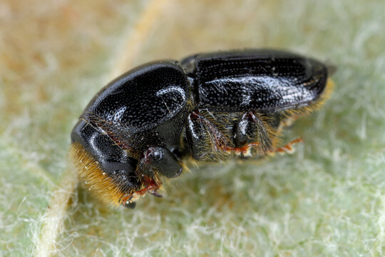 Birch Bark Beetle (Scolytus ratzeburgii). One of the largest bark beetles in Europe.