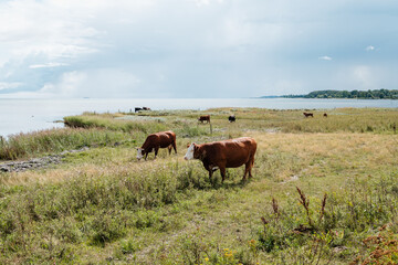 Fototapeta premium A Herd of Hereford Cows Grazing in a Coastal Meadow by the Sea in Denmark on a Cloudy Summer Day