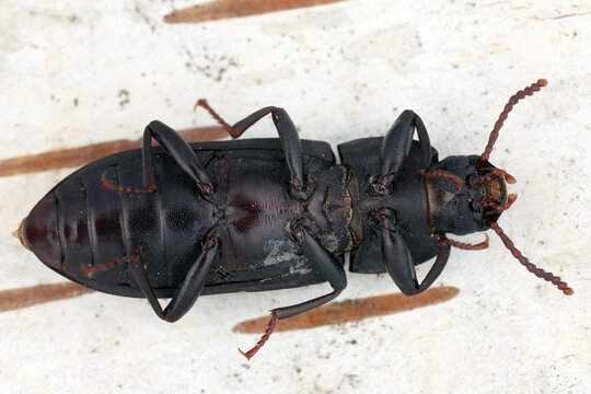 Adult of Dark mealworm beetle,Tenebrio obscurus, larvae are known as mini mealworms.