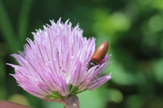A beetle from the Elateridae family feeding on the pollen of flowering chives in the garden. Unusual pollinators.
