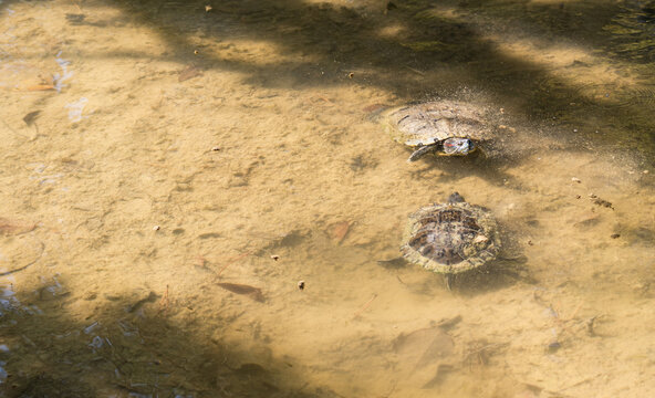 Two Turtles swimming in the lake of the park of Villa Borghese, Rome, Lazio, Italy
