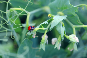 A seven-spotted ladybug hunting aphids on a field of snow peas. © Tomasz
