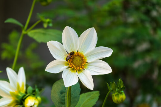 White flowers dahlia pinnata collar mignon blooming in the garden.