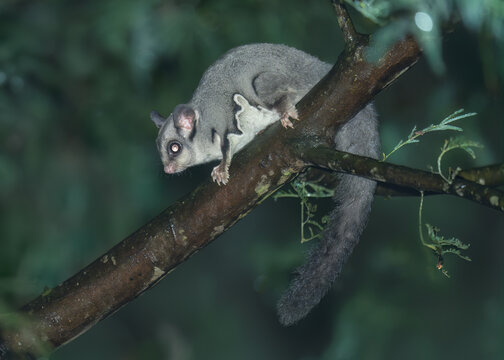 Close-up side view of a wild Krefft's glider (Petaurus notatus) on an acacia branch on a wet night, Victoria, Australia