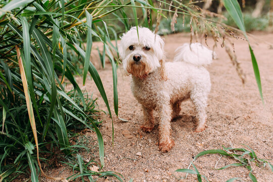 Dog standing near plants on beach