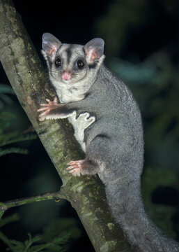 Close-up of a wild Krefft's glider (Petaurus notatus) on a wattle tree (Acacia dealbata) branch on a wet night, Victoria, Australia