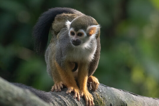 Close-up portrait of a squirrel monkey standing on a branch, Indonesia