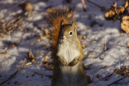 A Red Squirrel wary of Visitors