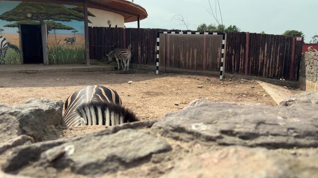 Close up of a zebra face at a zoo, black and white stripes, African wildlife portrait, animal detail, nature observation.