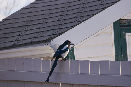 A Magpie in the Sunlight