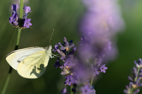 A small cabbage white butterfly (Pieris rapae) is perched on a purple lavender flower, searching for pollen. The sun is shining in the summer.