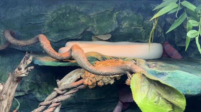 Leucistic Burmese python resting inside a terrarium, pale white constrictor snake, exotic reptile, zoo exhibit, animal observation.