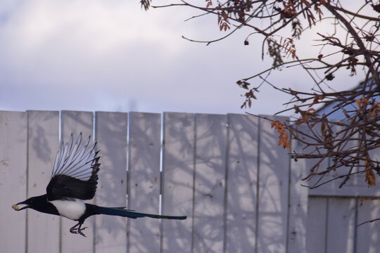 A Magpie flying in the Air