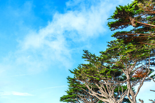 cluster of Monterey cypress trees with blue sky and clouds