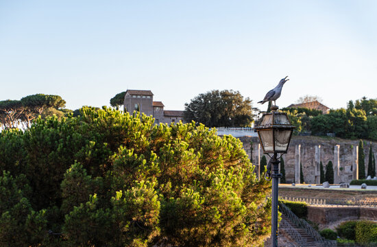 Bird perched on a lamppost  by the Roman Forum on a summer day, Rome, Lazio, Italy