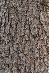 Fototapeta premium Bark texture and background of a old tree trunk. Detailed bark texture.