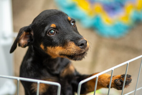 Small black and tan puppy peering curiously through a wire enclosure or cage