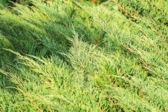Bright green juniper branches illuminated by the sun. Juniper bush in autumn.