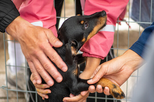 Small black and tan puppy being petted by a family with children inside a wire enclosure or cage