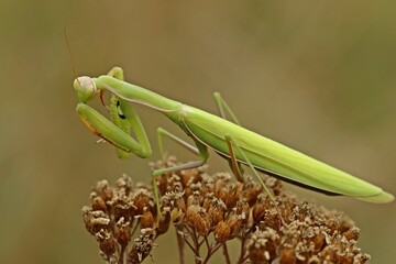 Weibliche Europäische Gottesanbeterin (Mantis religiosa) auf Schafgarbe (Achillea millefolium) © Schmutzler-Schaub