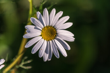 Fototapeta premium White and yellow daisy flowers on a green blurred background.