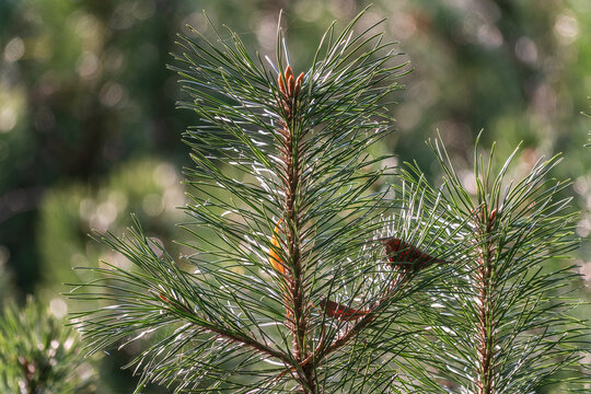Green small pine trees with fresh shoots in spring or summer