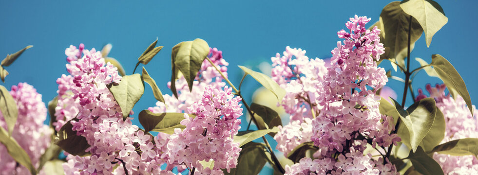 Pink Syringa (Lilac) bush in the garden against blue sky
