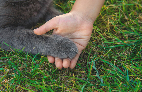 A child loves a cat outdoors. Selective focus.