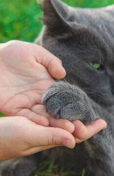 A child loves a cat outdoors. Selective focus.