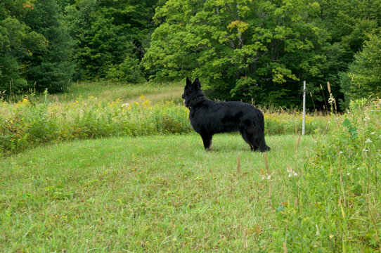 Black German Shepherd Dog standing in field