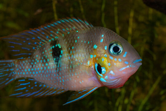 Thorichthys panchovillai