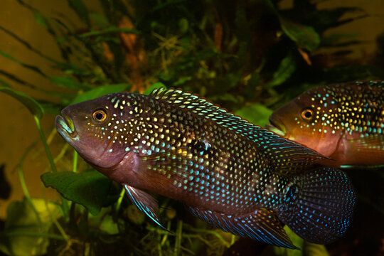 Rocio octofasciata, Achtbindenbuntbarsch