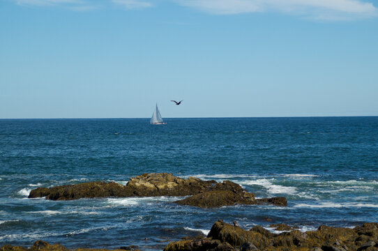 Sailboat and seagull at Rocky Coast Of Maine Looking at Atlantic Ocean