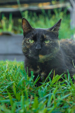 A cat sitting on the grass. Selective focus.
