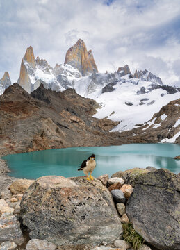 White-throated caracara on a rock by  Laguna de Los Tres in front of Mt Fitz Roy (Cerro Chalten) in the Patagonian Andes, Los Glaciares National Park, Santa Cruz, Patagonia, Argentina