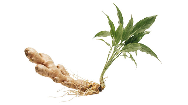 Fresh ginger root with green leaves isolated on white background for culinary design.
