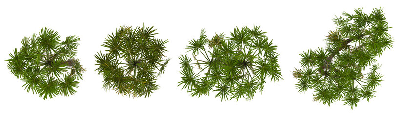 Fototapeta premium Set of Cryosophila trees on transparent background from the top view