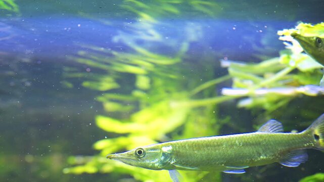 Ctenolucius hujeta hujeta swims near the water surface among lush plants in a tropical freshwater aquarium