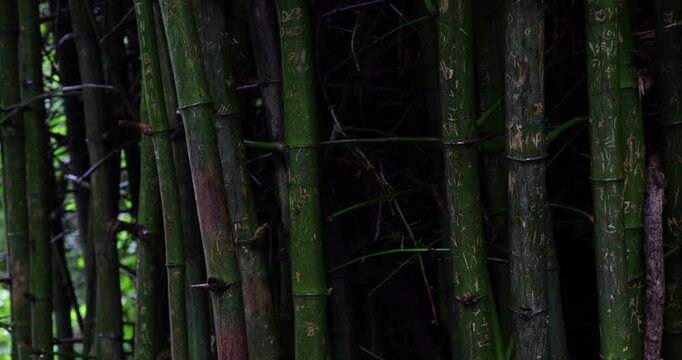 Green background of bamboo tree forest with rainy abstract nature sceine