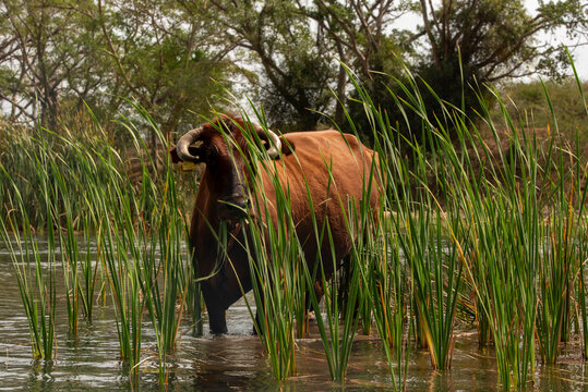 A large brown Nguni cow with curved horns standing inside a shallow river waterbed, chewing on green marsh reeds surrounded by wild vegetation.