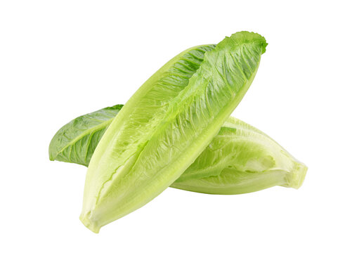 Fresh green cos lettuce isolated on transparent background. PNG