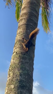 Squirrel on the palm tree on the beach in Puerto Viejo de Talamanca, Costa Rica