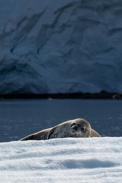 Close-up of a Leopard seal (Hydrurga leptonyx) lying on a glacier, Melchior Islands, Antarctic Peninsula, Antarctica
