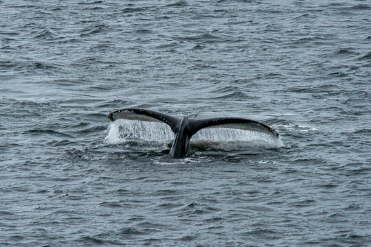 Rear view of a Humpback Whale (Megaptera novaeangliae) Tail fluke, Yankee Harbour, Greenwich Island, South Shetland Islands, Antarctica